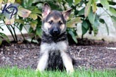 Duke – German Shepherd Puppies for Sale in PA | Keystone Puppies