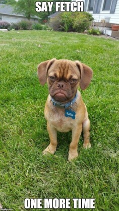 Earl the Grumpy Puppy, who swiftly became a cute internet meme. | The 21 Most Adorable Puppies Of 2015