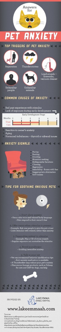 Early development for dogs occurs between 0 and 3 months of age. Lack of exposure during this phase may lead to pet anxiety triggered by certain people or situations. Read about pet anxiety solutions on this infographic from a Lake Mary vet clinic.
