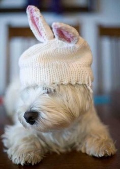 Easter Doggy - a West Highland White Terrier (my favorite puppy)