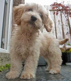 'Elbee' (for Little Bear) the Cockapoo puppy