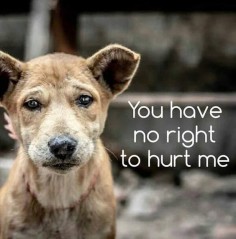 End Yulin dog meat festival- PLEASE!! Repin this!!