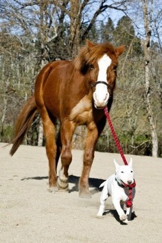 #English #Bull #Terrier and Horse
