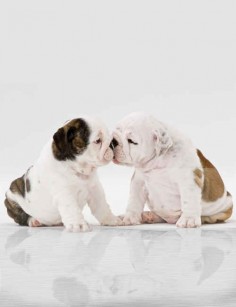 English Bulldog Kisses | The 25 Cutest Animal Kisses