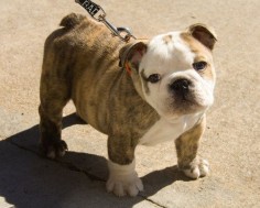 English Bulldog Pup---This looks like my Loki