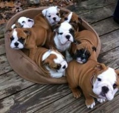 English Bulldog puppies ❤ Eight bundles of love!