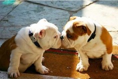 english bulldogs kissing