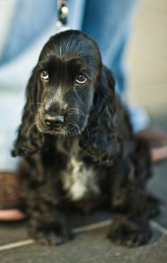English Cocker Spaniel puppy . one day i will be  you will be  ♥ just love these doggies   BB X!