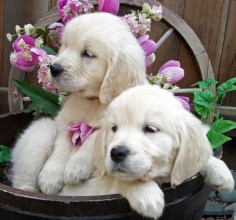 English Golden Retriever puppies