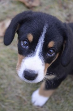 Entelbucher Mountain Dog The 23 Cutest Dog Breeds You’ve Never Even Heard Of