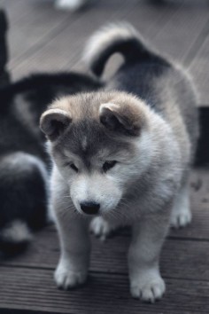 envyavenue: “Alaskan Malamute Pup ”