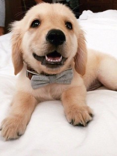 ESPECIALLY IF THE CULPRIT IS WEARING A FANCY BOW-TIE. | 18 Puppies Who Are Up To No Good| Im so getting this for my future golden ^.^ -Turtle