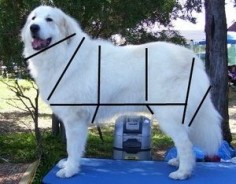 Espinay - Grooming Your Great Pyrenees