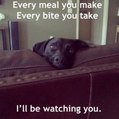 Every meal you  (I love how every meme that uses these lyrics also uses a black lab--as a black lab mommy, I can attest to the truth of this statement)