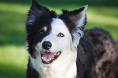 Everything you want to know about Border Collies including grooming, training, health problems, history, adoption, finding good breeder and more.
