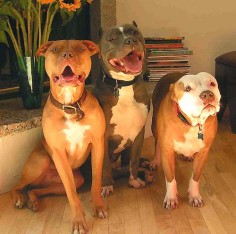 Excellent resource for training Bully Breed dogs