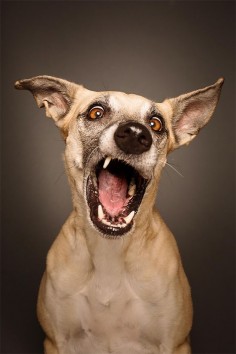 Expressive Dog Portraits by Elke Vogelsang | Inspiration Grid | Design Inspiration
