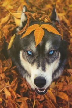 Fall time Husky
