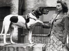 Famous: Judy (left) was the mascot of HMS Gnat and HMS Grasshopper and was the only known dog to have been registered as a British prisoner of war in the Second World War