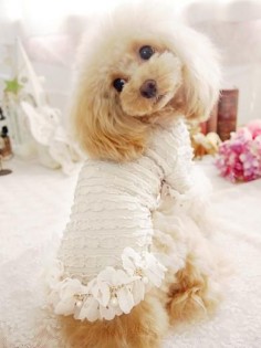 Fancy Luxury Dog Clothes Dogs In Clothes #DogsInClothes #poodle