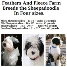 Feathers And Fleece Sheepadoodle puppies