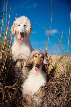 Fetching! Afghan hounds, Boca Grande, beach dogs, ©Emilee Fuss Photography