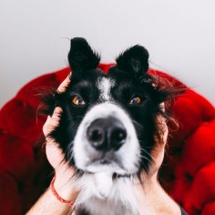 Find Momo | The playful adventures of a hiding border collie.