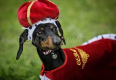 First Dachshund Parade held in St. Petersburg