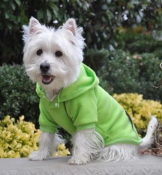 Fleece Lined Sport Sweatshirt Hoodie for Dogs in Color Lime Green