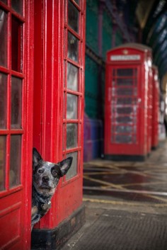 | Dogs life in London | This is Rupert waiting for the pigeons to land at Smithfields Meat Market. If you like to follow an Australian Cattle Dogs adventures through London, he has a Facebook and Instagram page. Please also follow me on my London Images Facebook page,  and now also Dogs Life in London ,