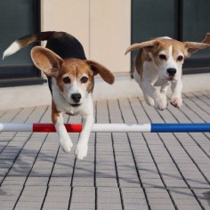 flying beagles