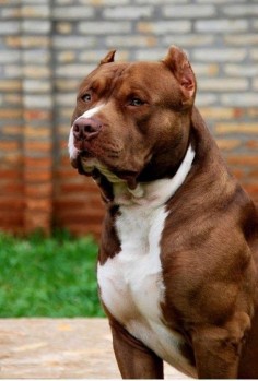 For a lack of knowledge or information, some people say that Pit Bulls are dangerous, aggressive and they often attack people and even