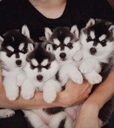 For anybody looking for an Instagram feed full of Siberian Husky puppies
