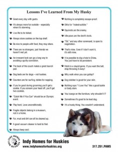 For the Husky Lovers, & most other dog lovers too. =)