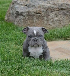 Found a Blue Pitbull Puppy For Sale on Google? Read this first #pitbull #bluepitbull #bullymax