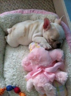 french bulldog baby that is just to adorable