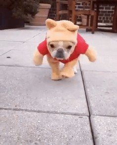 French Bulldog Dressed as Winnie the Pooh - Chloe the Mini Frenchie, gif, please click image if it's not working ; )