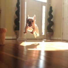 French Bulldog Jump #french #bulldog #jump