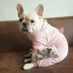 French Bulldog Mom and Puppy