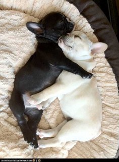 french bulldog puppies @Toni Aladekomo Krautlarger Bode I want both. We need to get two, one black and one cream Limited Edition French Bulldog Tee