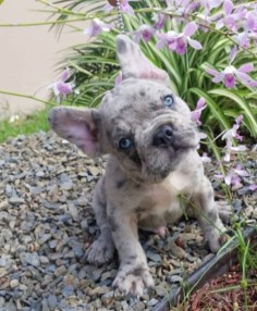 French Bulldog Puppy from the Samuel Kennel