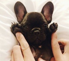French Bulldog Puppy or adorable bat - you decide