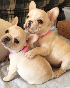 French Bulldog Puppy Sisters