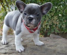 French Bulldog Puppy.