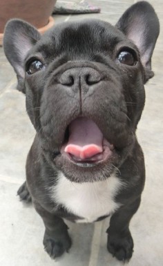 #French #Bulldog - Top 10 Cutest Small Dog Breeds