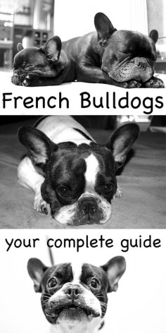 French Bulldogs: A complete guide to one of the most popular dogs in the world. Find out essential care and buying information about your favorite breed