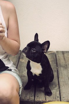 Frenchie luv