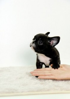Frenchie pup