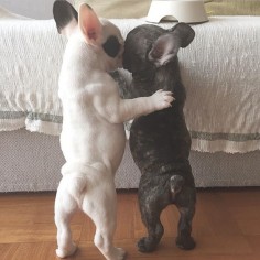 Frenchie sweetness--LOVE those butts!!