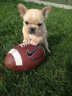 Frenchies love football. | 50 Adorable Reasons That 2013 Was The Year Of The French Bulldog